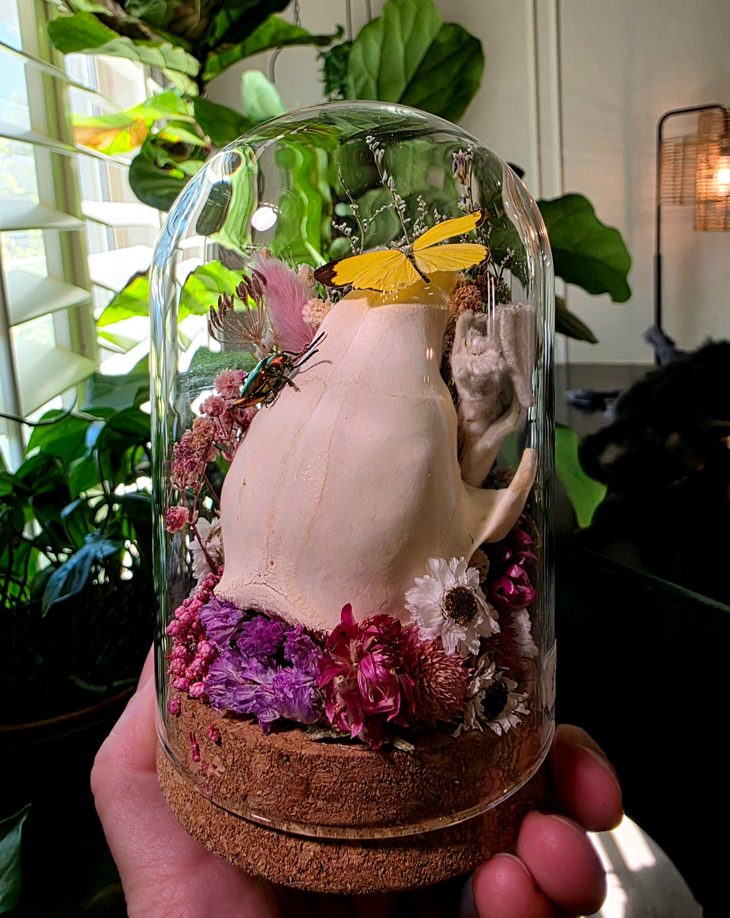 Real Raccoon Skull with Frog Beetle and Butterfly