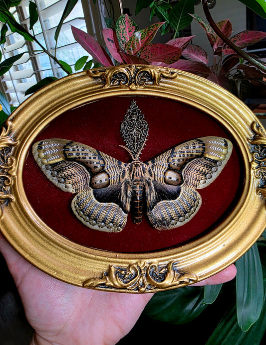 Brahmaea Owl Moth in Vintage Bubble Glass Frame