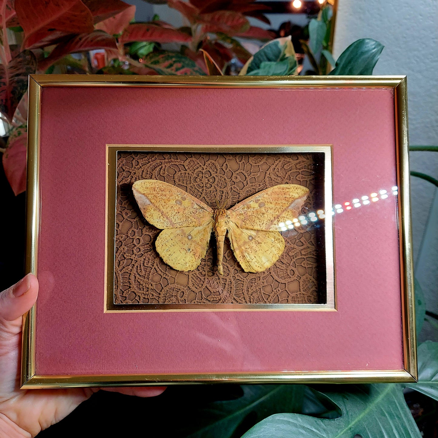 MCM Retro Frame with Emperor Moth