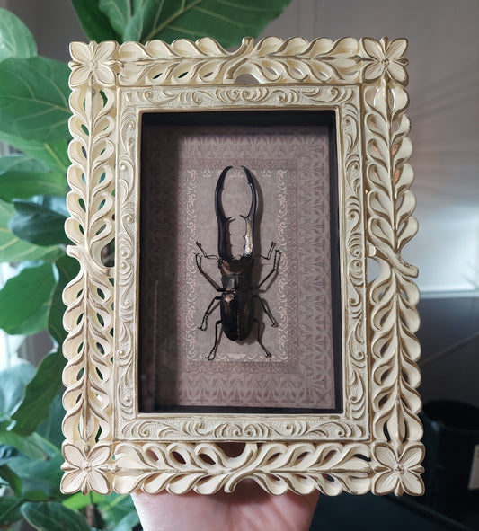 Vintage Inspired Shadowbox Frame With Cyclommatus Beetle