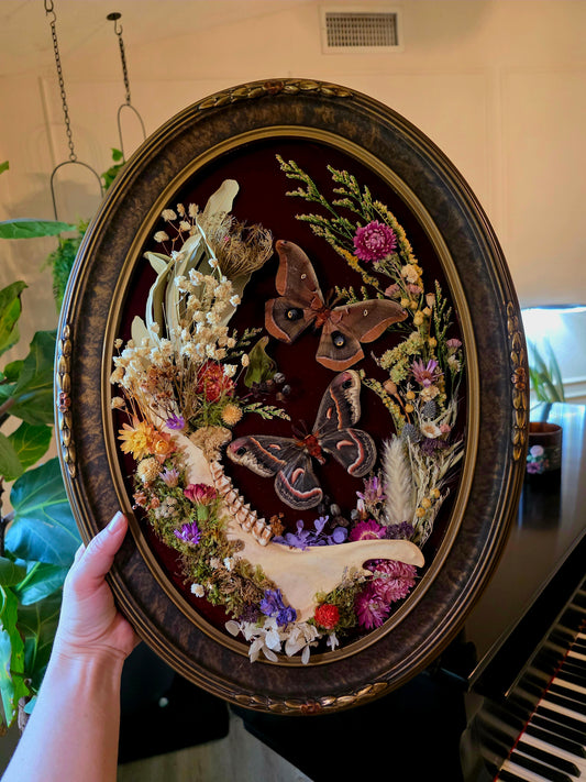Vintage Frame with Cecropia, Polyphemus, and Deer Jaw Bone
