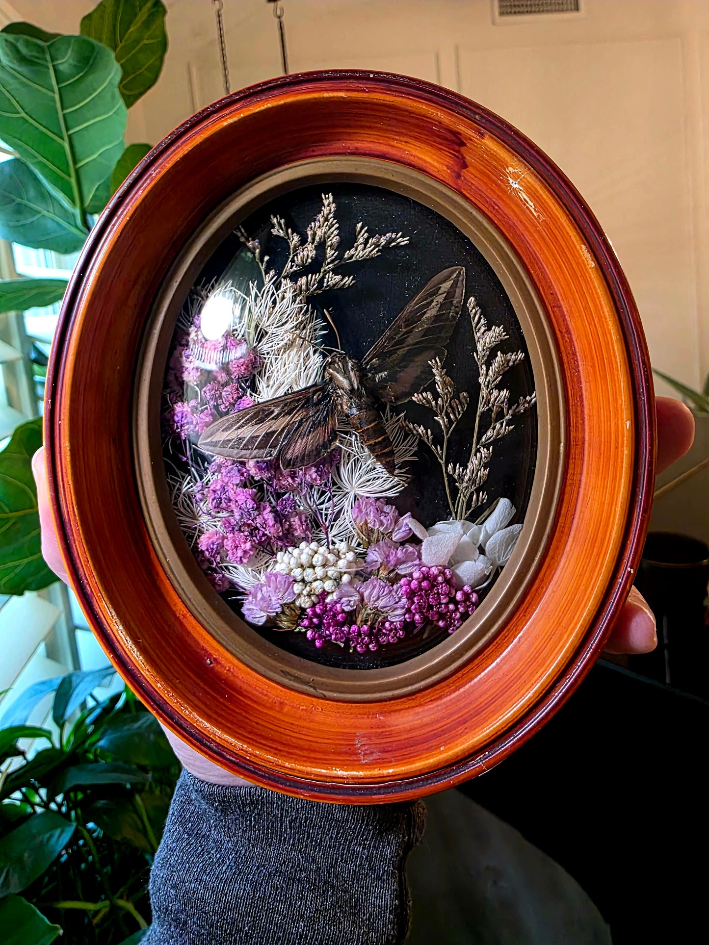 Retro Frame with Hawk Moth