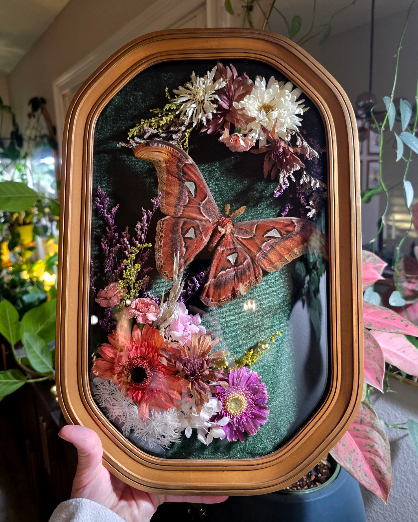 Vintage Frame with Atlas Moth and Dried Flowers