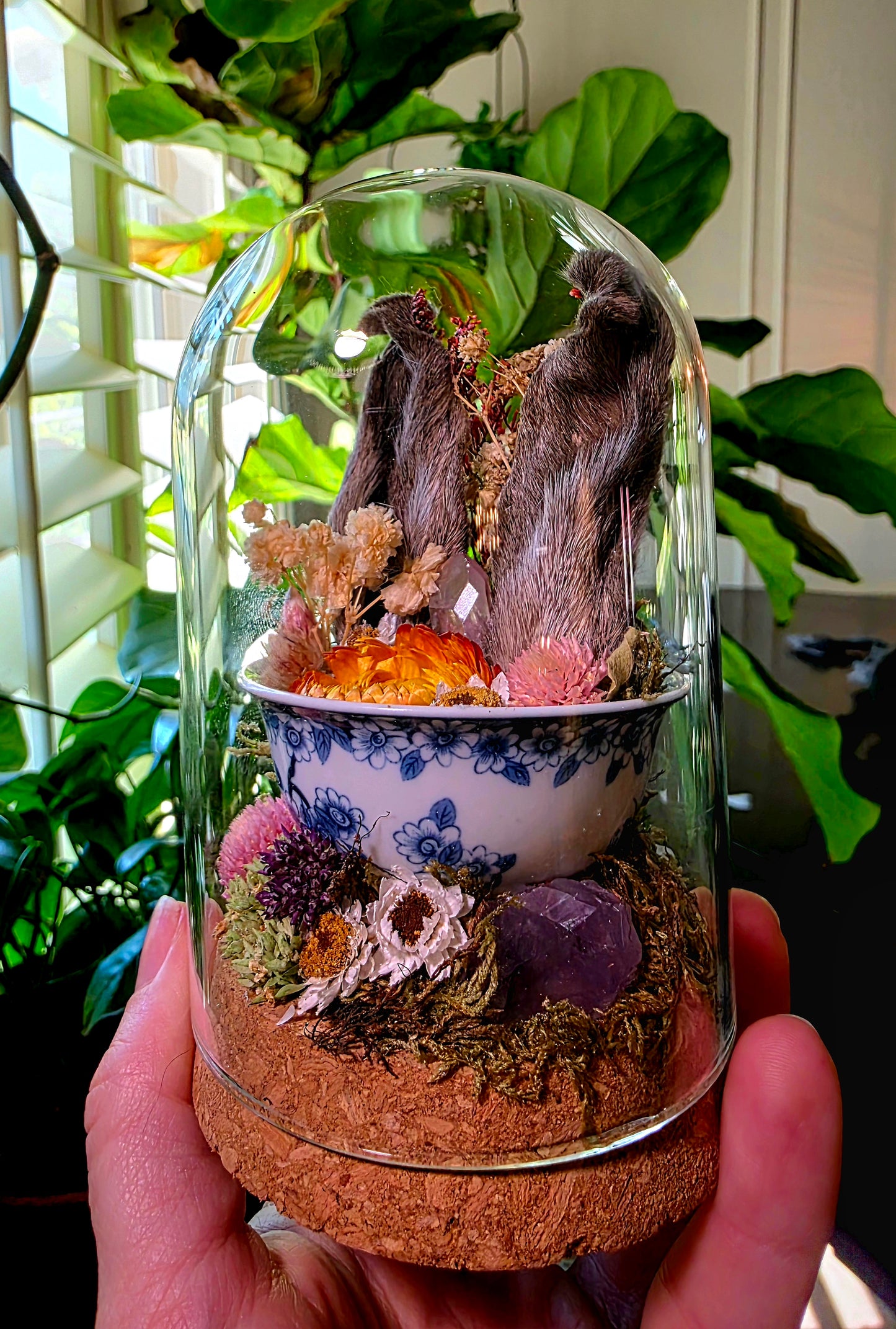 Real Bunny Ears in Teacup Terrarium