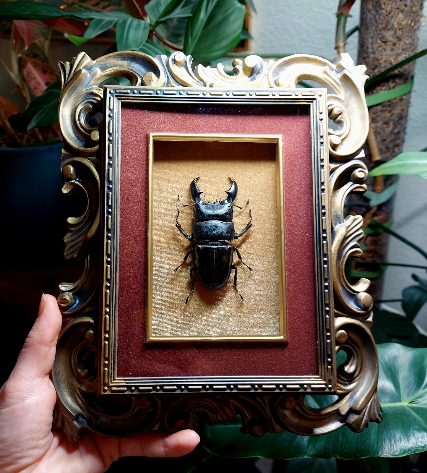 Ornate Vintage Frame with Giant Stagg Beetle