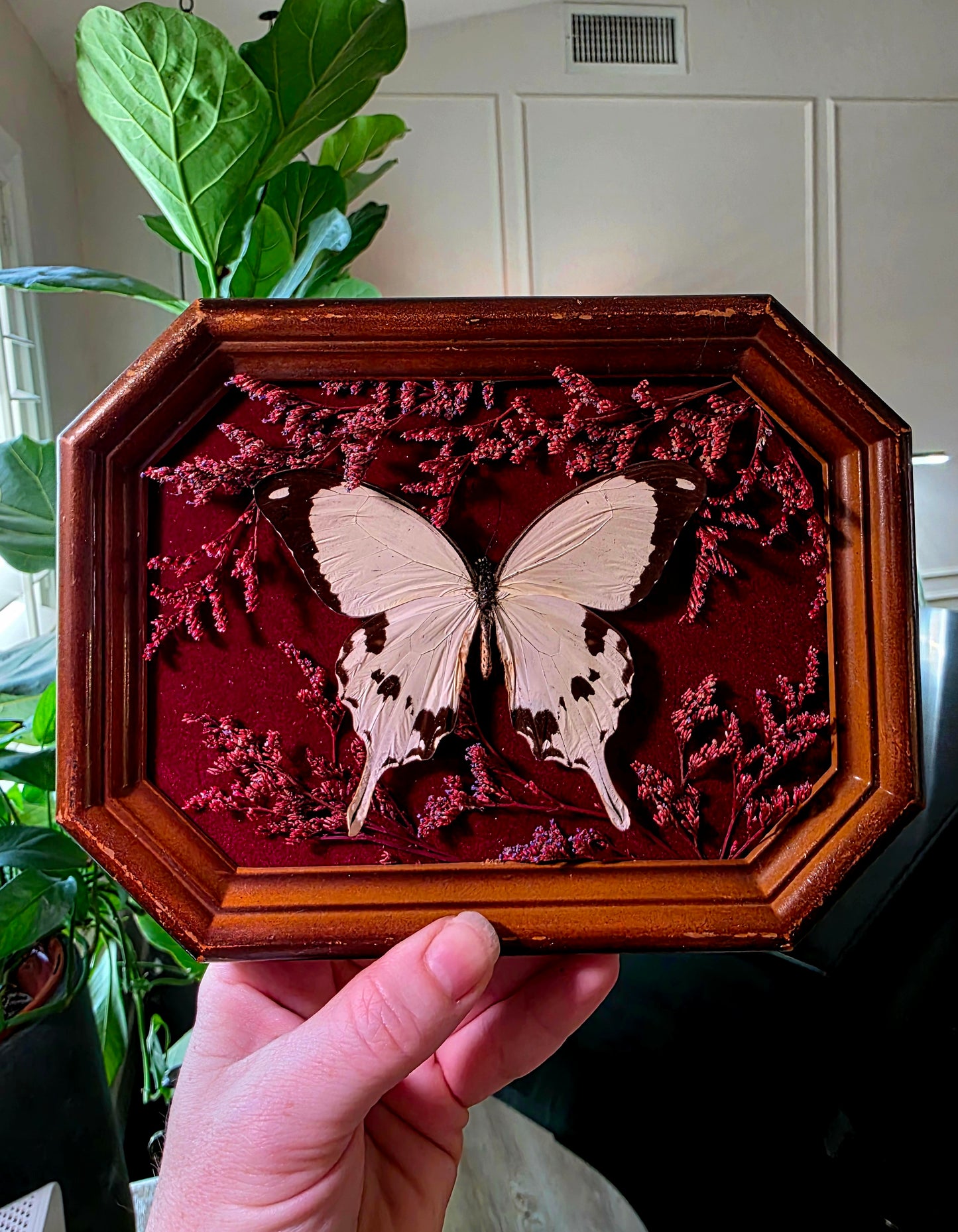 Vintage Shadowbox Frame with Flying Handkerchief Swallowtail