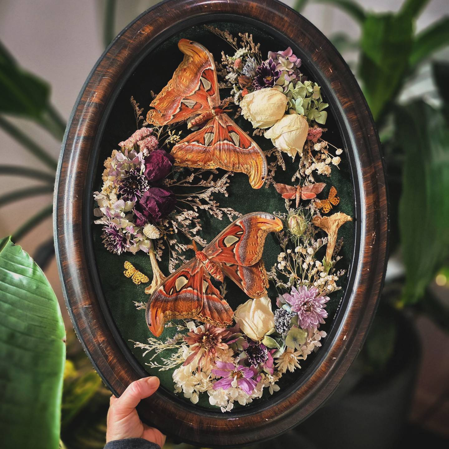 Vintage Atlas Moth Frame with Dried Flowers