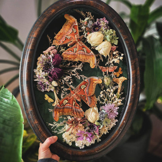 Vintage Atlas Moth Frame with Dried Flowers