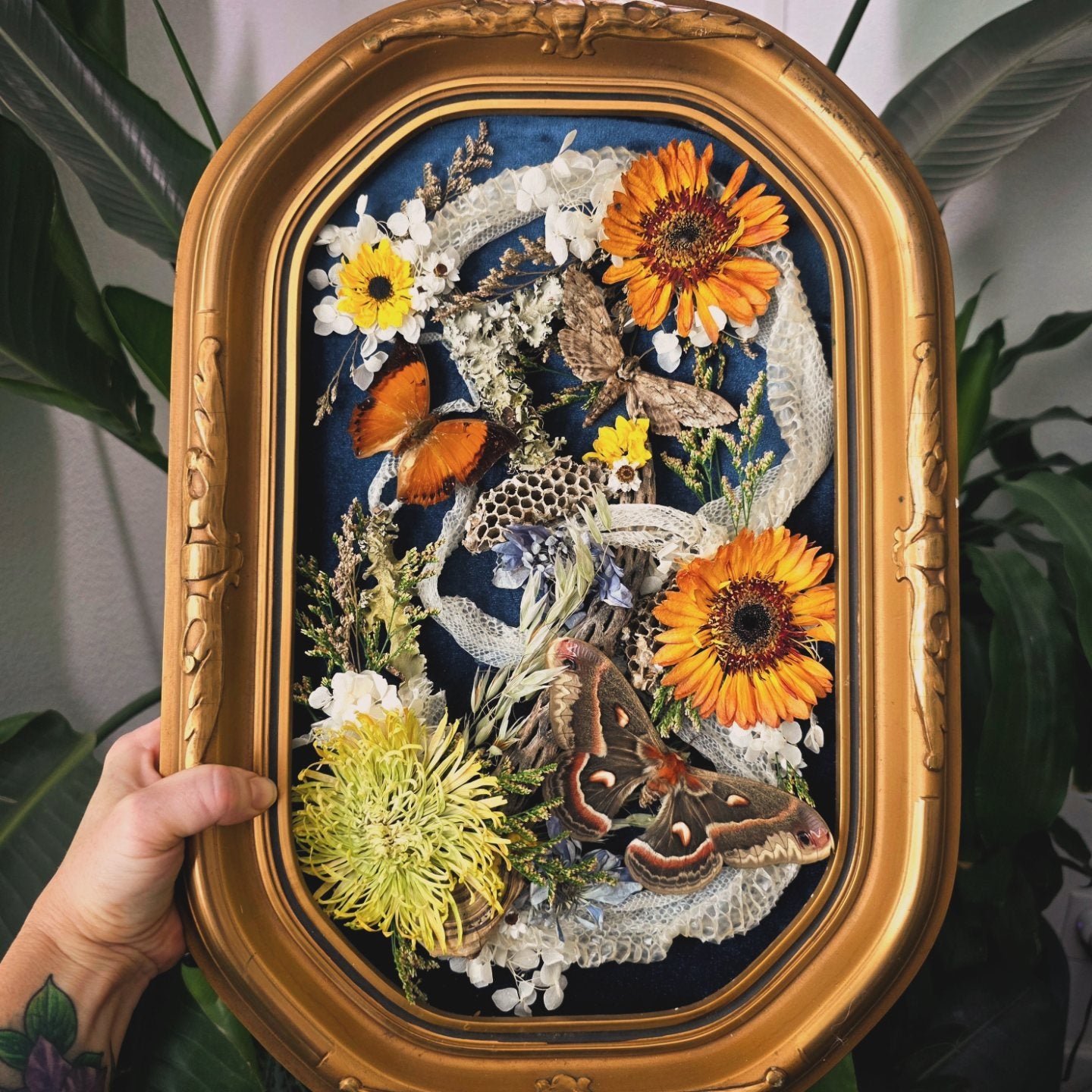 Vintage Frames – Insectique