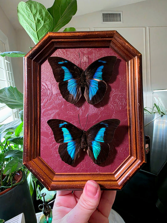 Vintage Shadowbox Frame with Two Prepona Butterflies
