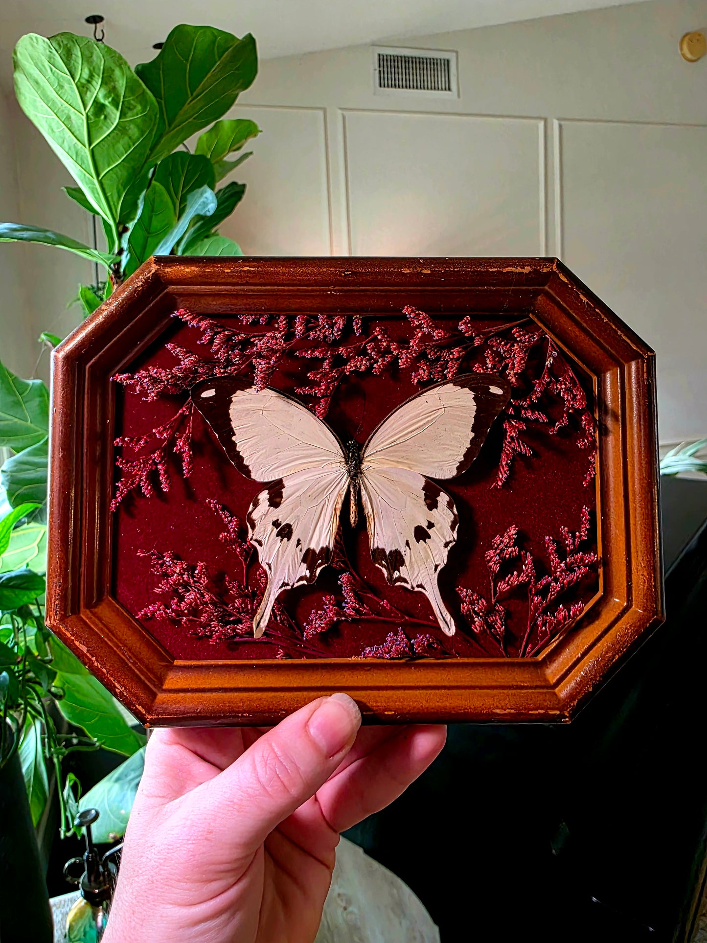 Vintage Shadowbox Frame with Flying Handkerchief Swallowtail