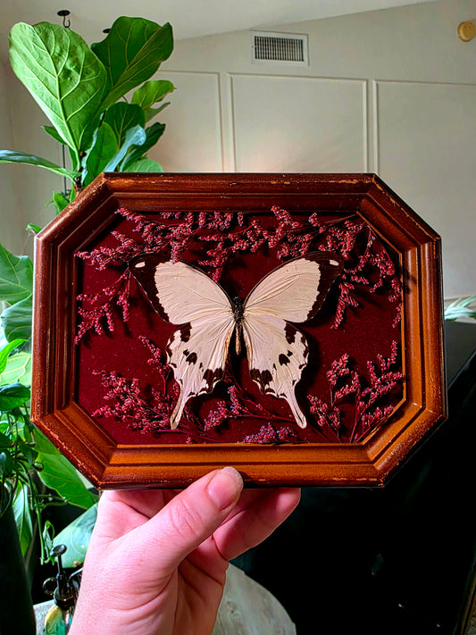 Vintage Shadowbox Frame with Flying Handkerchief Swallowtail