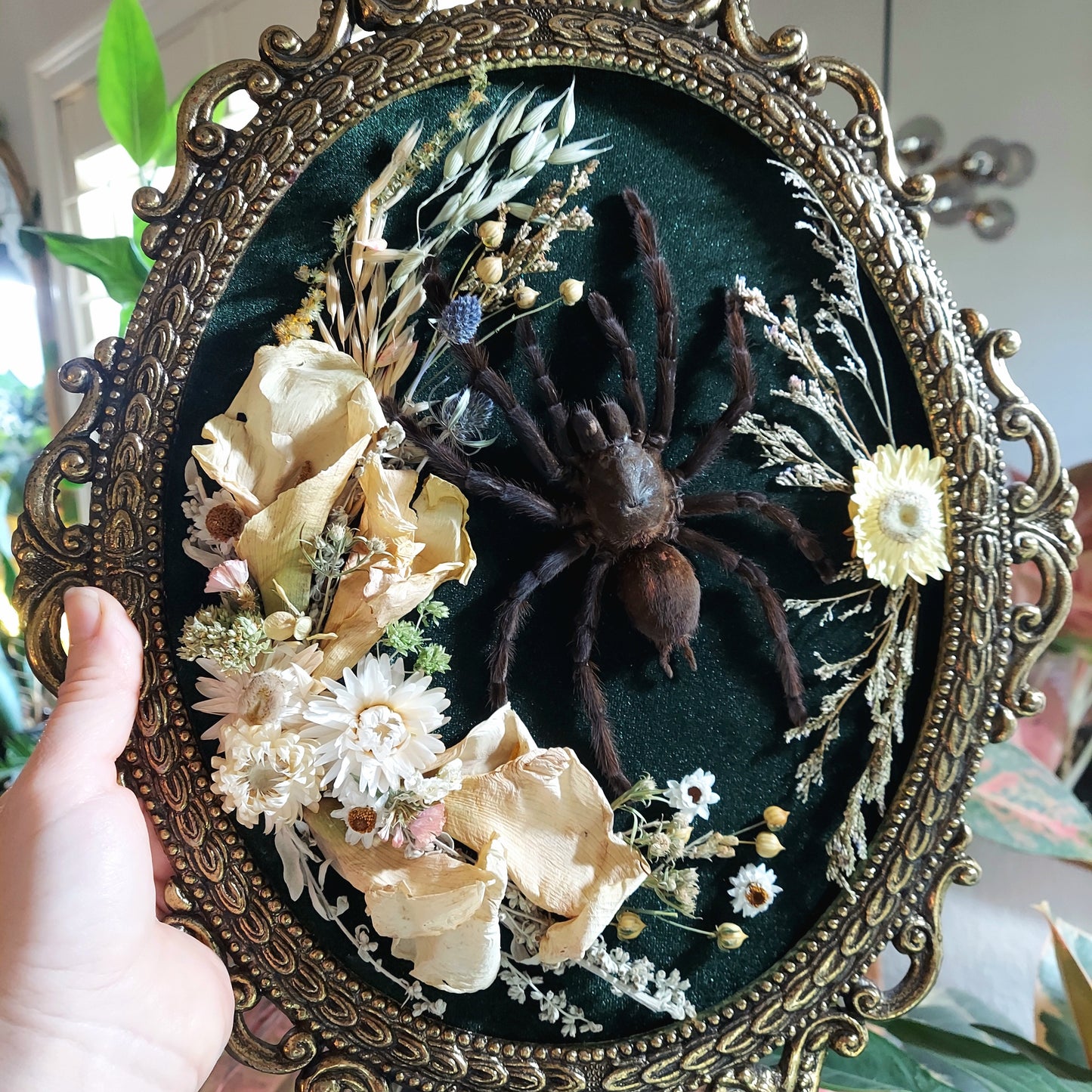 Vintage Italian Bubble Frame with Real Tarantula and Dried Flowers