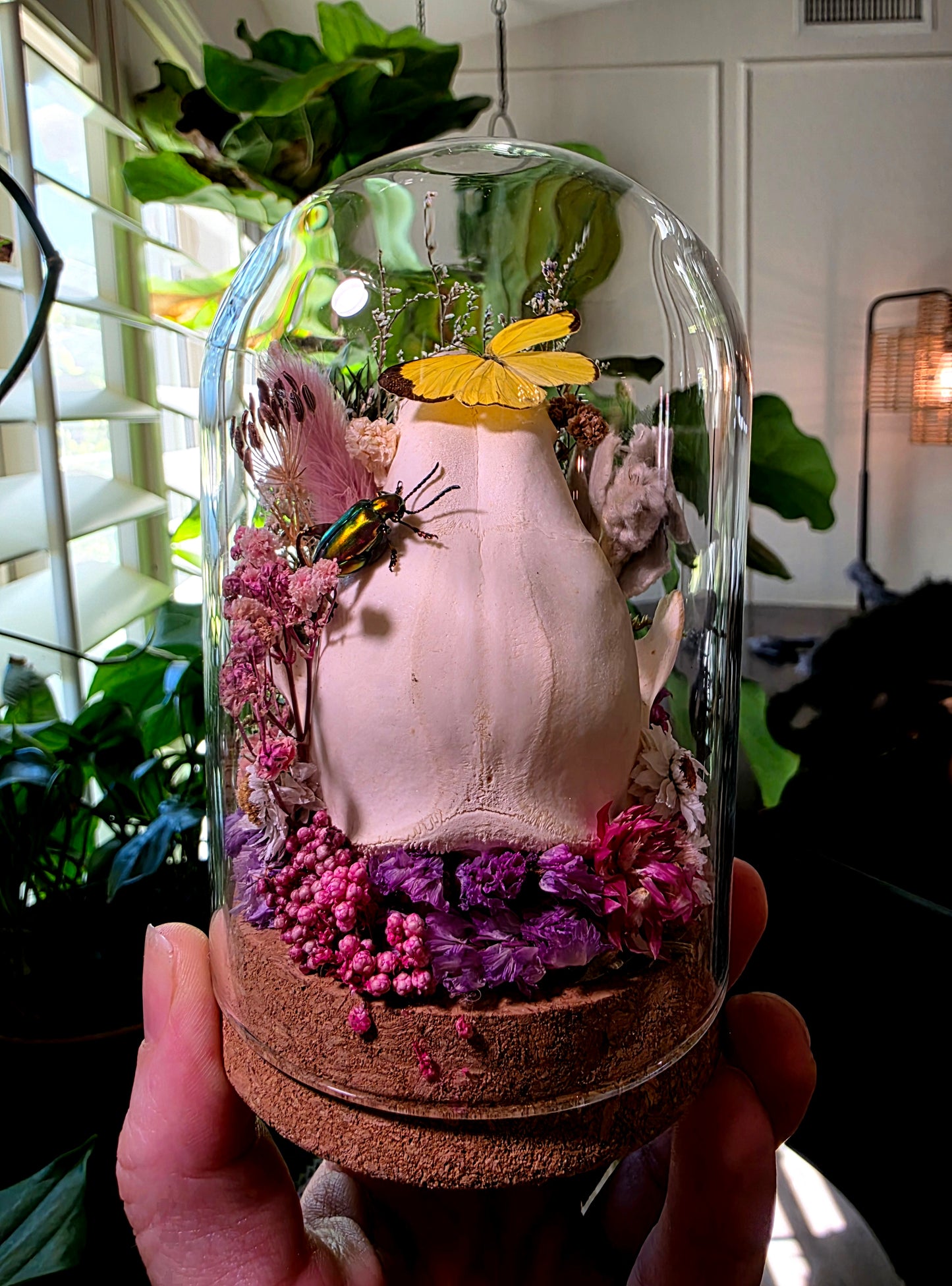 Real Raccoon Skull with Frog Beetle and Butterfly