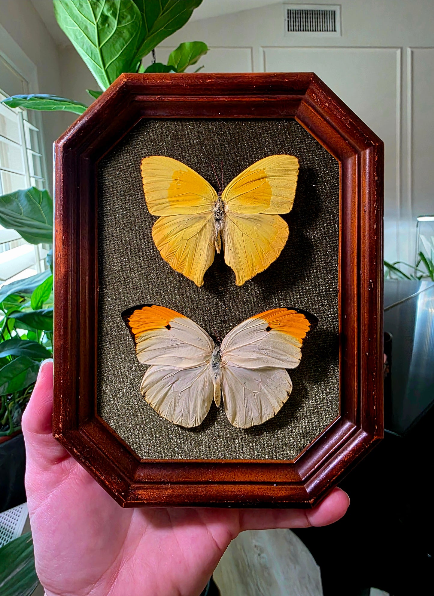 Vintage Shadowbox Frame with Orange Tip and Sulphur Butterfly