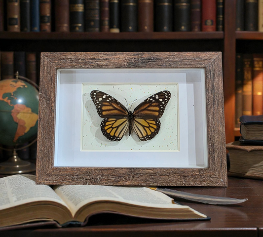 Shadow box with Real Monarch (A)