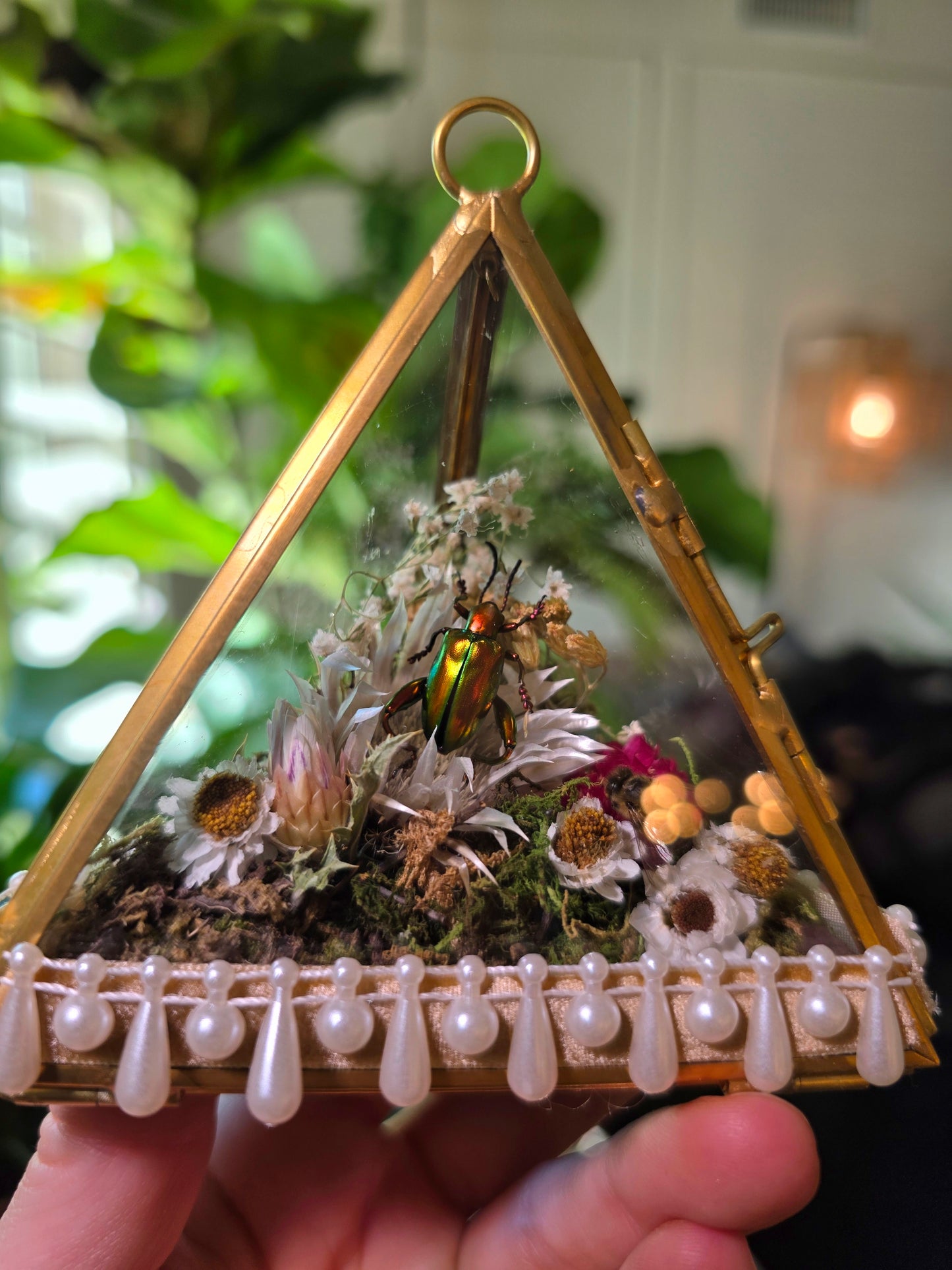 Real Frog Beetle and Honey Bee Terrarium