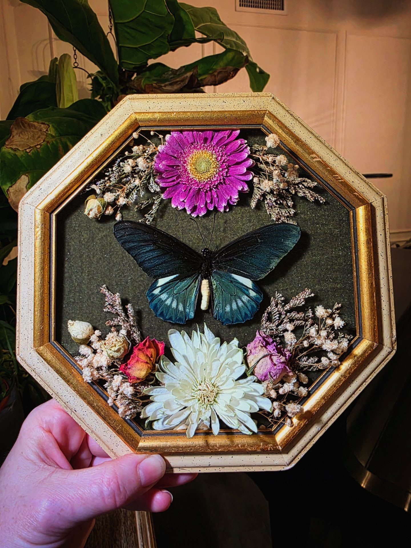 Pipevine Swallowtail in Vintage Frame