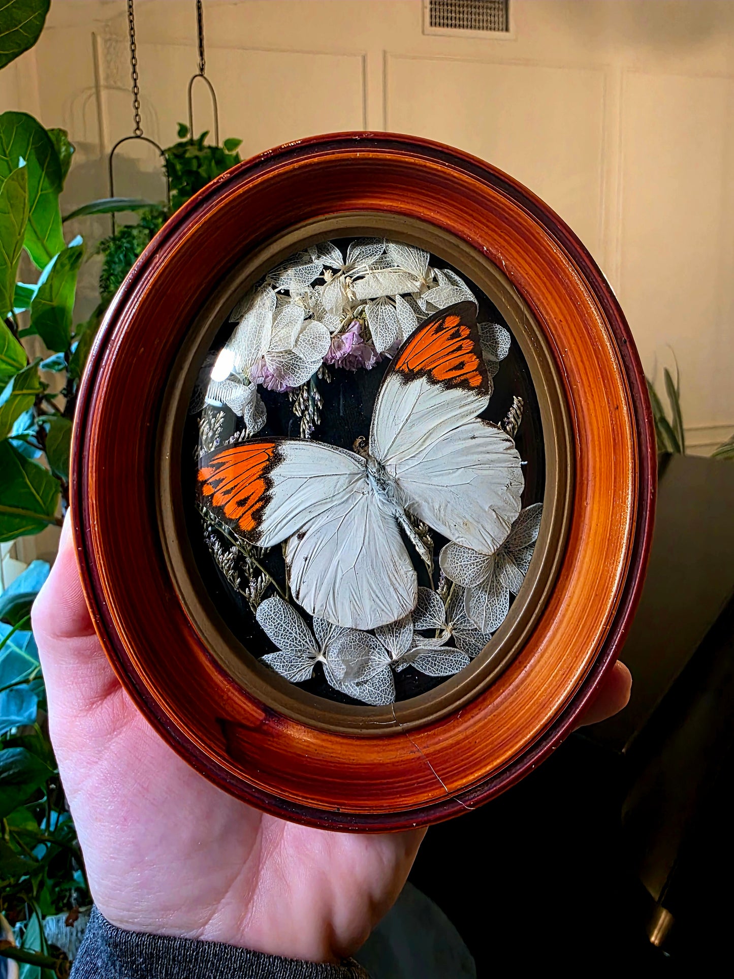 Retro Frame with Orange Tip Butterfly