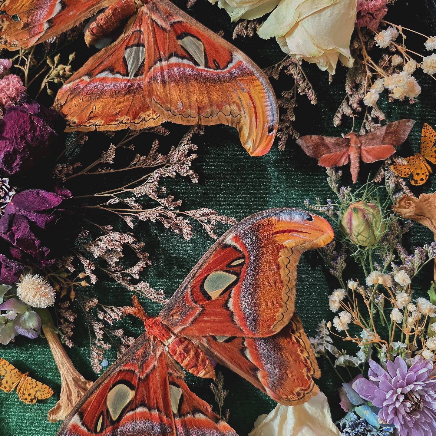 Vintage Atlas Moth Frame with Dried Flowers