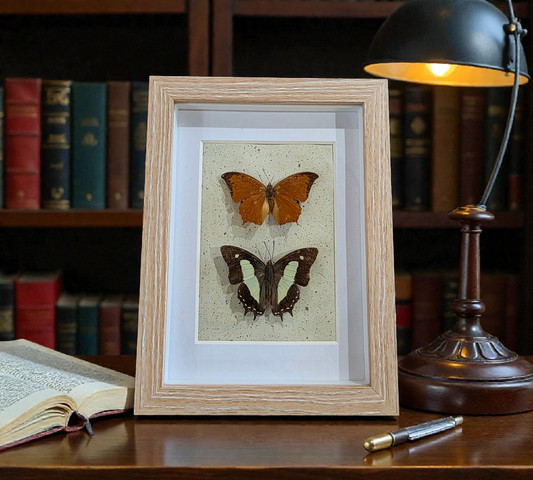 Shadow box with Two Charaxes Butterflies