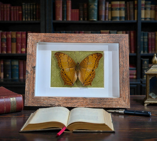 Shadow box with Common Cruiser Butterfly