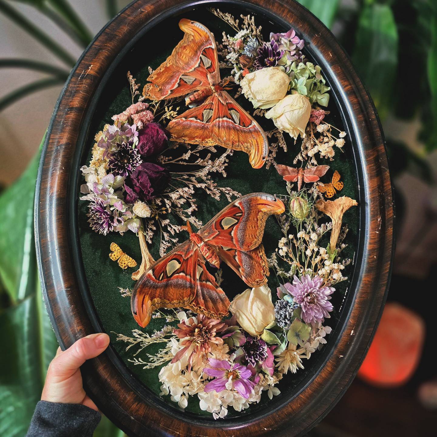 Vintage Atlas Moth Frame with Dried Flowers